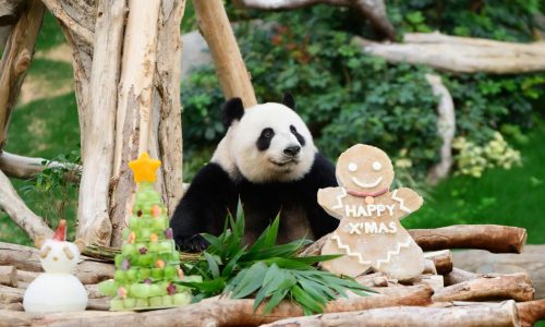 Pandas An An and Ke Ke celebrate their 1st Christmas in Hong Kong