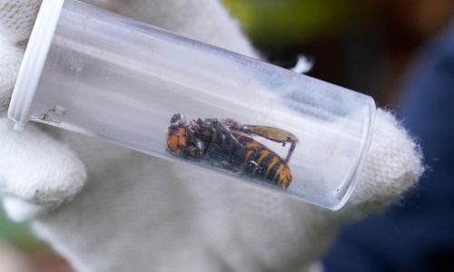 Invasive ‘murder hornets’ are wiped out in the US, officials say