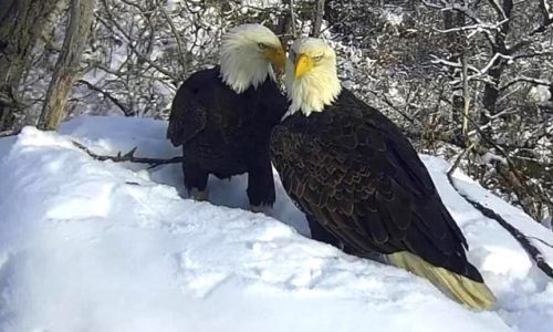 Free eagle viewing and education event coming to South St. Paul’s Kaposia Park on Saturday