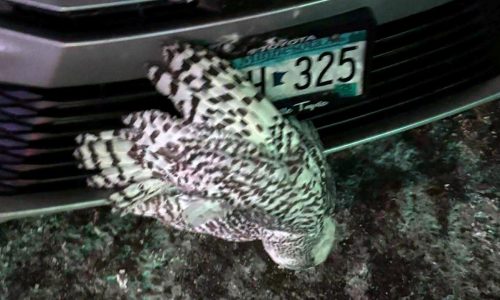 1 of 2 injured owls rescued by Duluth woman had to be euthanized