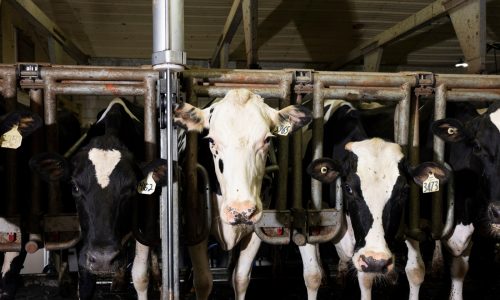 How the process of milking cows can spread bird flu