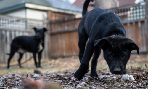 There was ‘no room at the inn’ for this dog, but a St. Paul rescue helped save her (and her puppies)