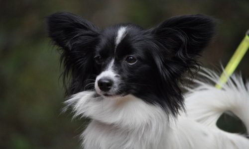 Pets featured in the Morning Report in November