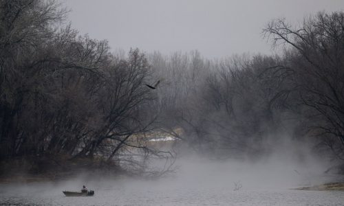 Photos: Bald eagles and bird watchers flock to South St. Paul