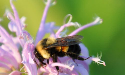 Critical habitat proposed for the rusty patched bumble bee in Minnesota
