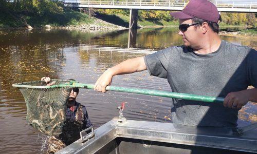 DNR survey shows strong walleye, sauger numbers on Lake of the Woods