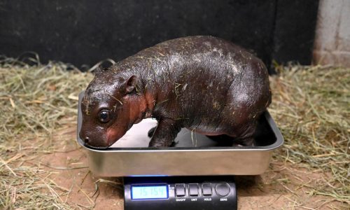 A Virginia zoo welcomes newborn pygmy hippopotamus as year ends