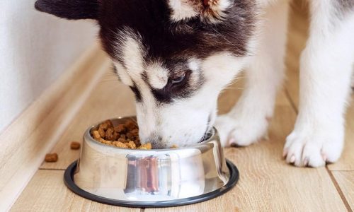The best dry dog food for happy, healthy pups