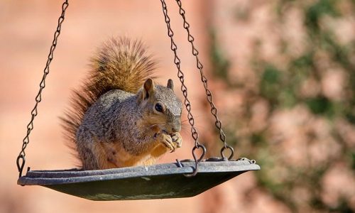 Top squirrel feeders to entertain and nourish your backyard visitors