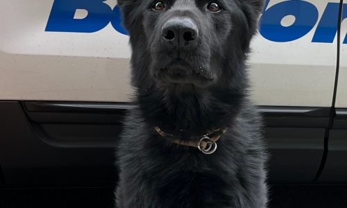 Boston Police advise residents how to watch out for scams around holidays