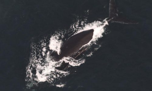 Two endangered right whales spotted caught in fishing gear off of Nantucket