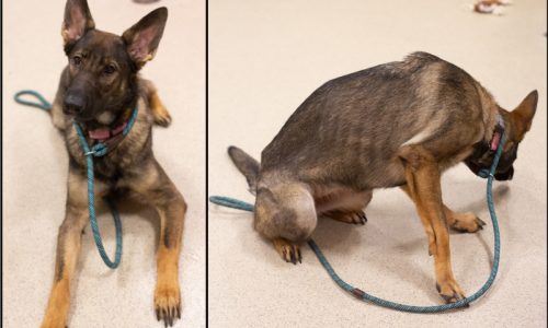 East Boston man charged with abuse of pet German Shepherd