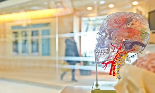 Shadi Bartsch: Separating science and the humanities is hurting us