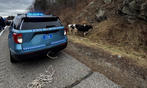 Holy cow: Maine State Police remove escaped cattle from turnpike