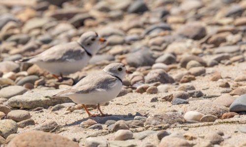 Massachusetts beaches hit record-high for piping plovers: ‘A species recovering at an encouraging rate’