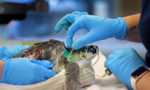 Stranded sea turtles in critical condition wash along Cape beaches, met by New England Aquarium rescue efforts