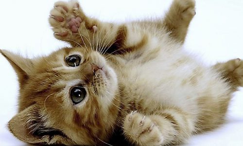 Hundreds of cats from across the country and Canada to compete in St. Paul next month