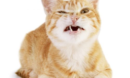 Cat’s future uncertain after bite