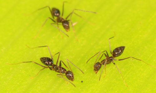 FD Flam: What longhorn crazy ants can teach us about groupthink