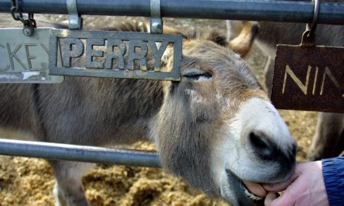 Perry, real-life inspiration for Donkey character in ‘Shrek,’ dies at age 30