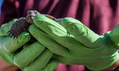 ‘Gitmo’ in the Mojave: How the Marines are saving endangered desert tortoises