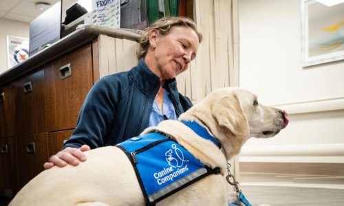 Dogs paired with providers at hospitals help ease staff and patient stress