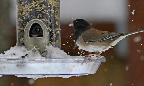 Minnesota allocates funding to help U researchers monitor bird flu in wildlife