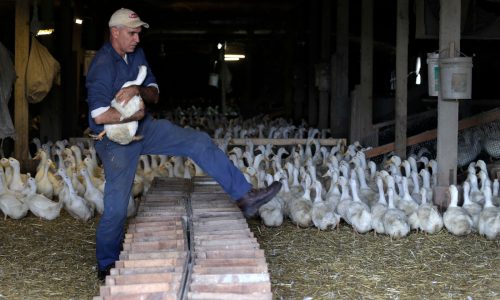 Long Island’s last duck farm weighs closure after outbreak leads to killing of entire flock