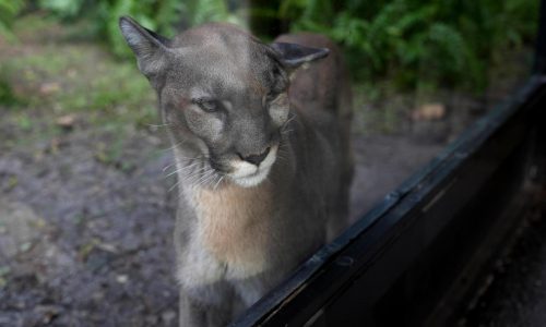 Many animals and plants are losing their genetic diversity, making them more vulnerable