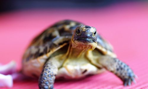 Senior turtle has a hole in its shell