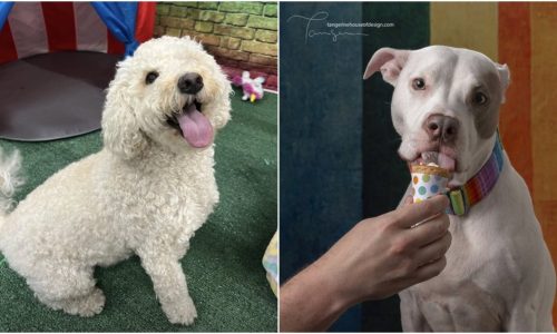 Meet the canine king and queen of the 2025 St. Paul Winter Carnival and Doggie Depot