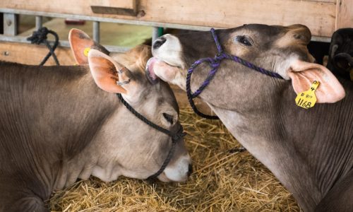 Milk from Minnesota dairy farms to undergo mandatory testing for bird flu