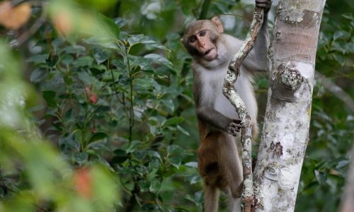 Last 4 escaped monkeys are captured in South Carolina after months on the loose
