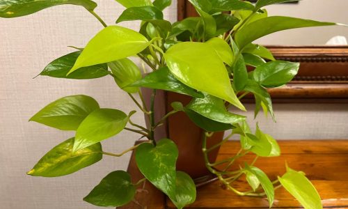 Office plants add warmth to the workplace. Only some will thrive