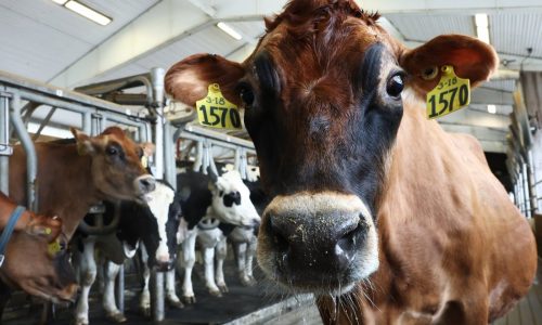 Trump administration’s halt of CDC’s weekly scientific report stalls bird flu studies