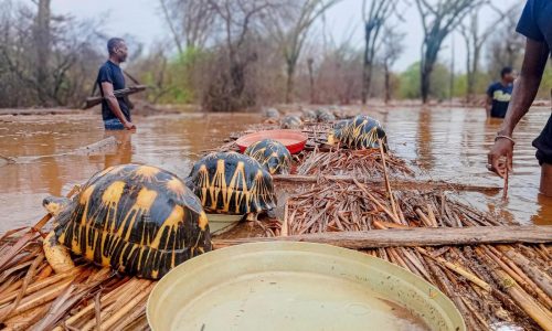 Thousands of endangered tortoises are rescued in Madagascar after their sanctuary is flooded