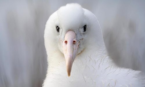 An albatross couple shares egg duty in this captivating low-drama reality show