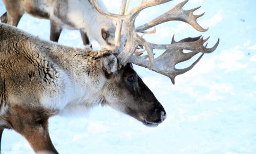 Minnesota Zoo offering Winterfest plus the first Zoo After Hours later this month