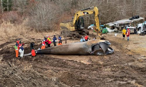 President-elect Donald Trump says Massachusetts wind farms are ‘driving whales crazy’