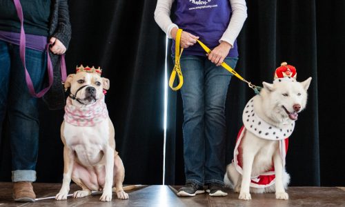 Vote for the 2025 canine king and queen of the St. Paul Winter Carnival and Doggie Depot