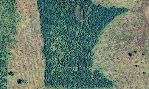 ‘I wanted to do something cool’: Meet the man who made the Minnesota-shaped forest