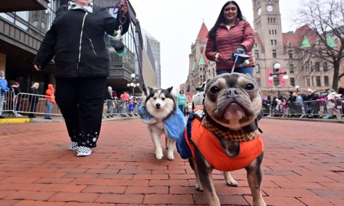 Calling all dogs: Contestants sought for St. Paul Winter Carnival’s canine royalty