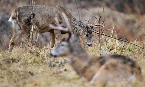 University of Minnesota report: Resources would fall short if chronic wasting disease jumps to humans