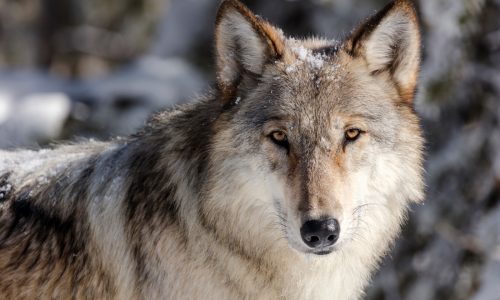 Hunter charged with killing federally protected wolf in northern Minnesota