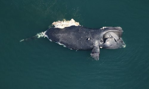 NOAA drops update vessel to speed rules intended to protect whales
