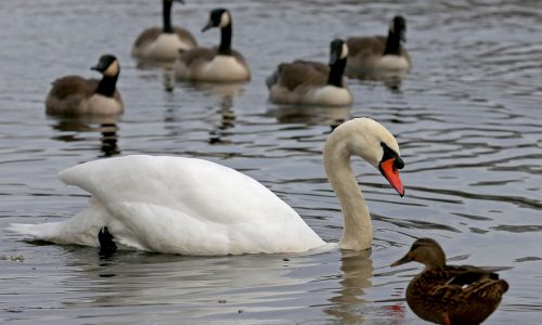 Bird flu likely killed dozens of Canada geese, swans, other birds in Massachusetts