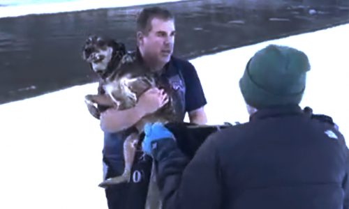 Dramatic rescue of dog in Vermont goes viral