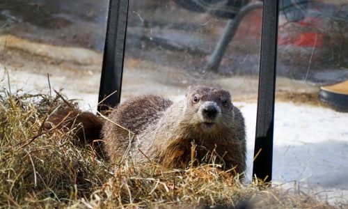 Massachusetts’ official groundhog predicts 6 more weeks of winter