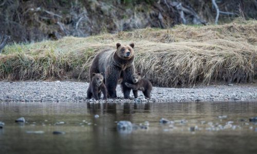 High-altitude waffles, beastly encounters and real-life cowboys: Picturesque Jackson Hole has much to discover