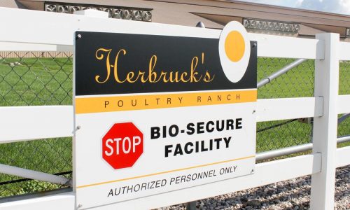 On the front lines against bird flu, egg farmers say they’re losing the battle
